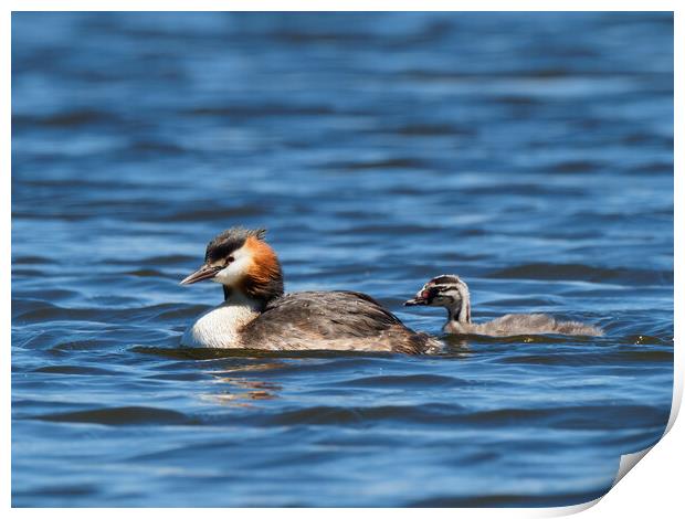 Great Crested Grebe and chick. Print by Tommy Dickson