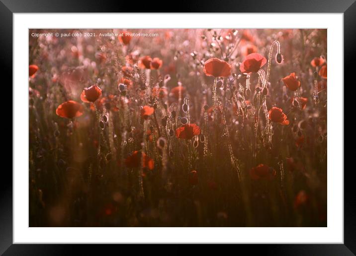 Radiant Poppies Framed Mounted Print by paul cobb