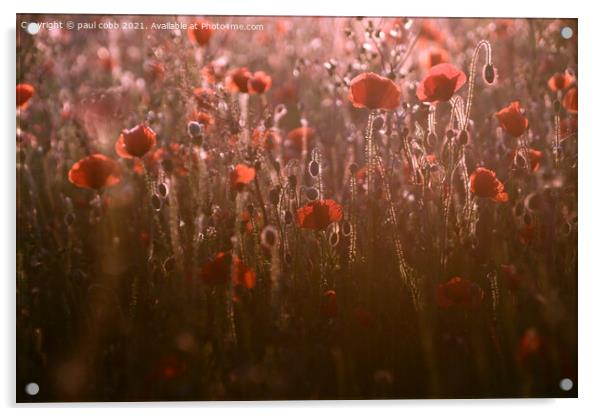 Radiant Poppies Acrylic by paul cobb