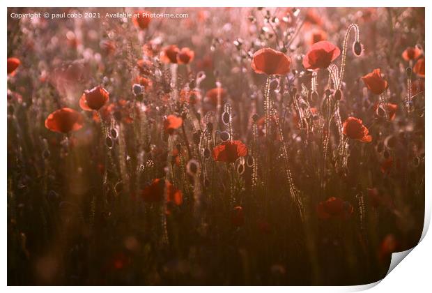 Radiant Poppies Print by paul cobb