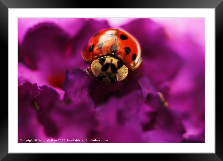 Ladybird Framed Mounted Print by Doug McRae
