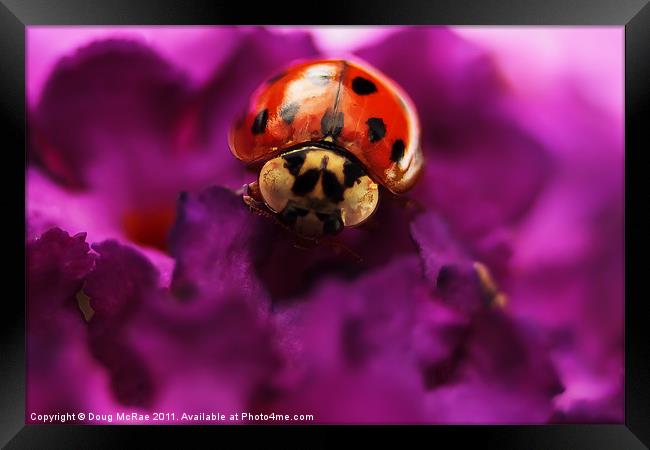 Ladybird Framed Print by Doug McRae