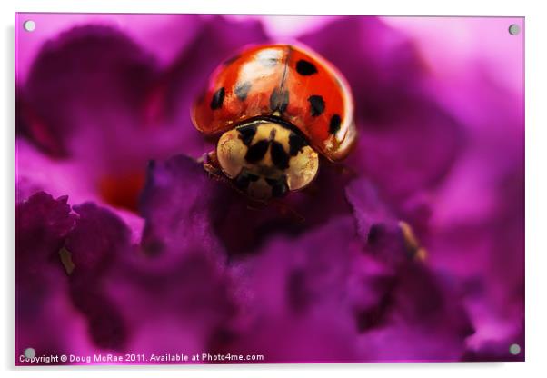 Ladybird Acrylic by Doug McRae