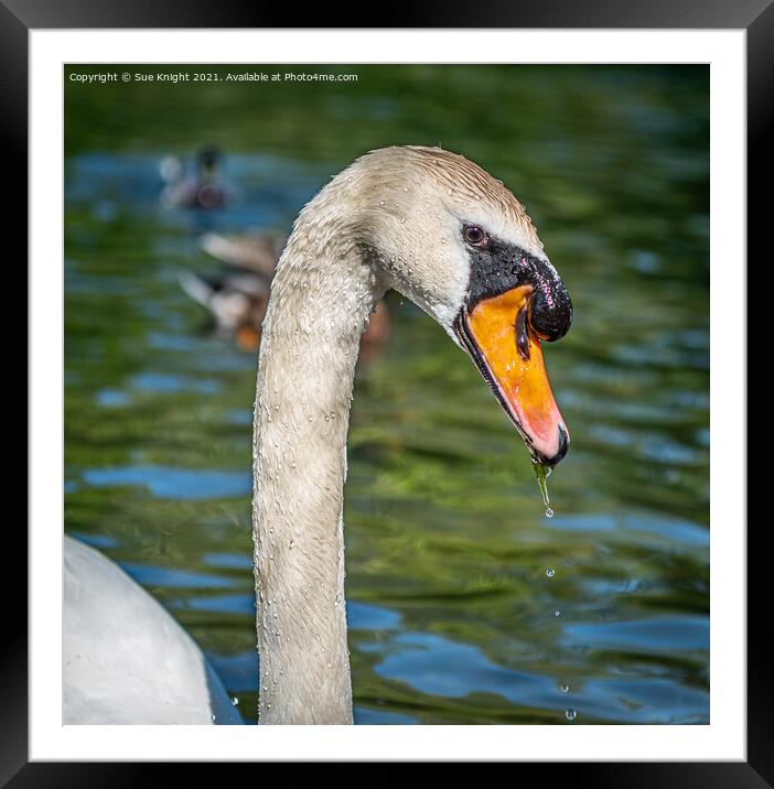 Portrait of a Swan Framed Mounted Print by Sue Knight