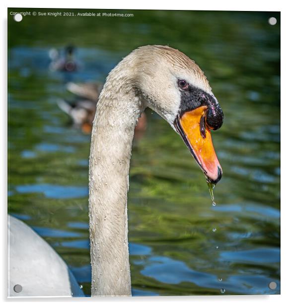 Portrait of a Swan Acrylic by Sue Knight
