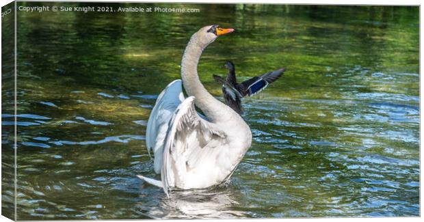 Swan at Alresford, Hampshire Canvas Print by Sue Knight