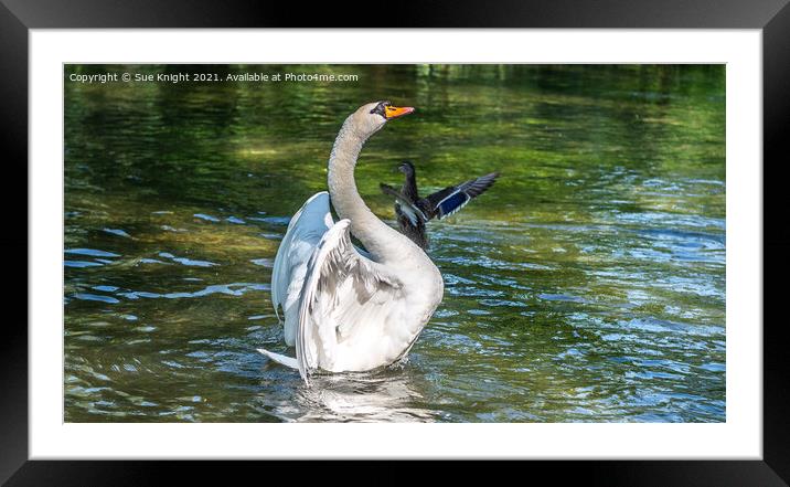 Swan at Alresford, Hampshire Framed Mounted Print by Sue Knight