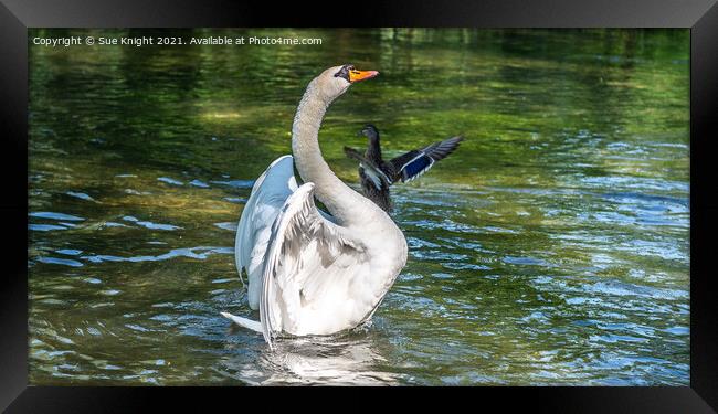 Swan at Alresford, Hampshire Framed Print by Sue Knight