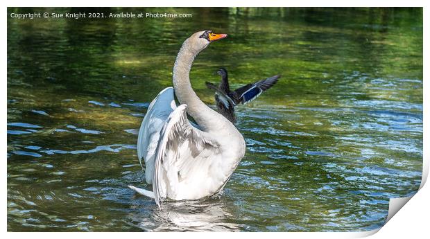 Swan at Alresford, Hampshire Print by Sue Knight