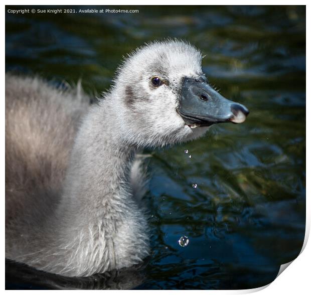 Portrait of a Cygnet Print by Sue Knight