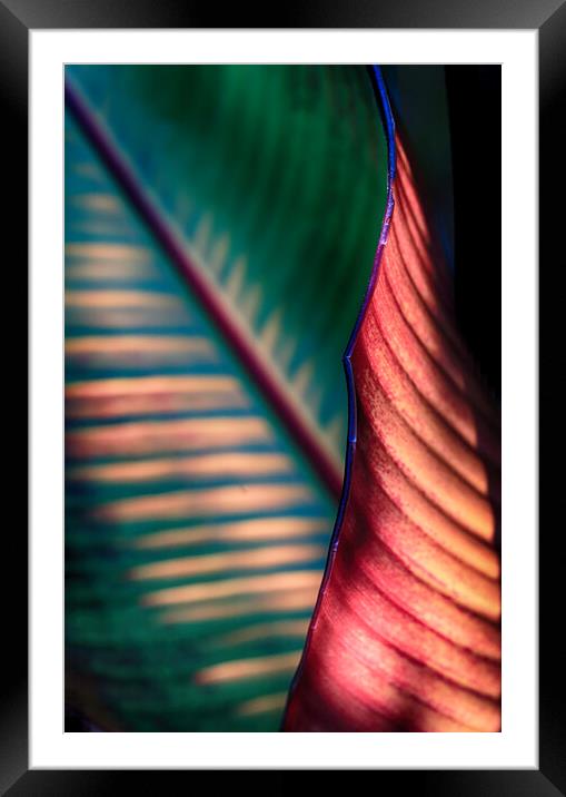 Banana Leaf Framed Mounted Print by Ceri Jones