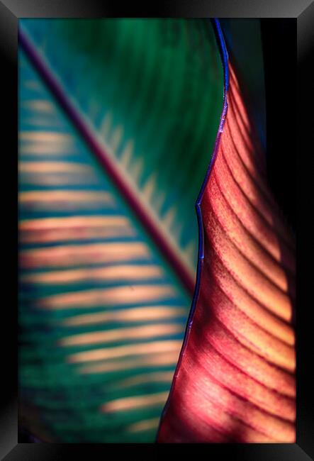 Banana Leaf Framed Print by Ceri Jones