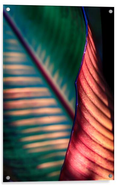 Banana Leaf Acrylic by Ceri Jones