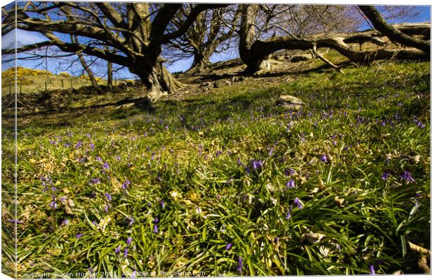 Old Trees and Bluebells Canvas Print by Ken Hunter