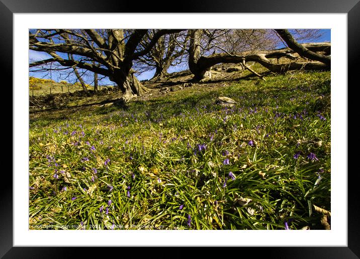 Old Trees and Bluebells Framed Mounted Print by Ken Hunter