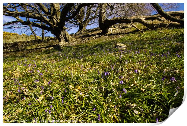 Old Trees and Bluebells Print by Ken Hunter
