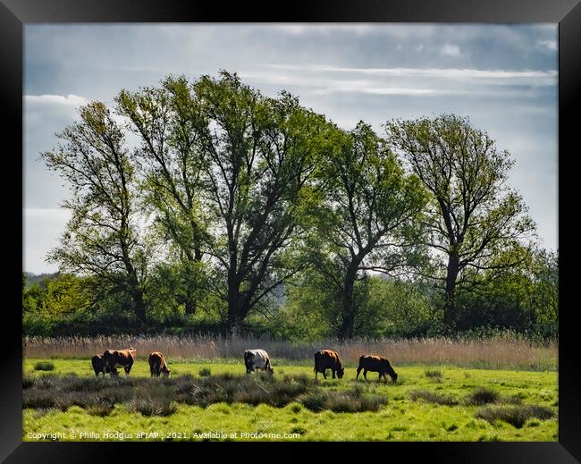 Cows Grazing Framed Print by Philip Hodges aFIAP ,