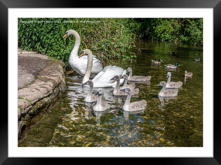 Family of Swans at Alresford, Hampshire Framed Mounted Print by Sue Knight