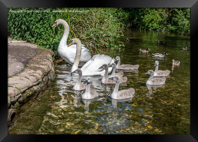 Family of Swans at Alresford, Hampshire Framed Print by Sue Knight