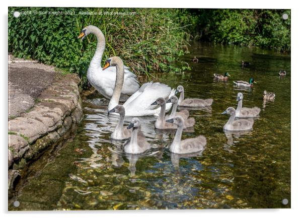 Family of Swans at Alresford, Hampshire Acrylic by Sue Knight