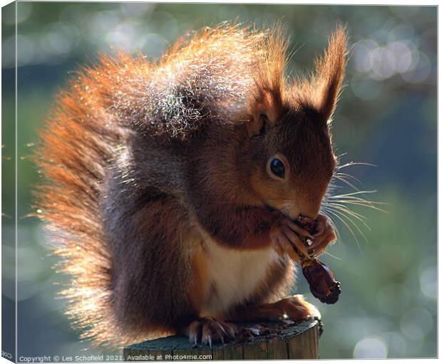Adorable Red Squirrel Poses withPinecone Canvas Print by Les Schofield
