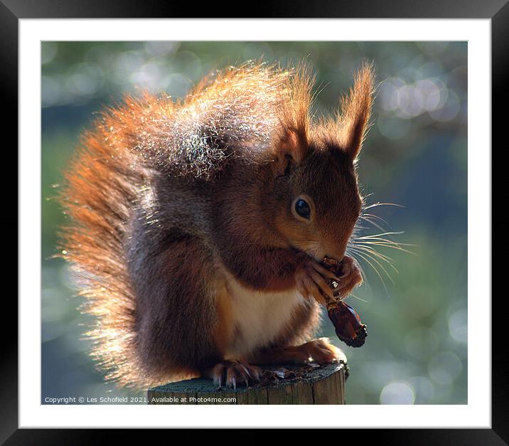 Adorable Red Squirrel Poses withPinecone Framed Mounted Print by Les Schofield