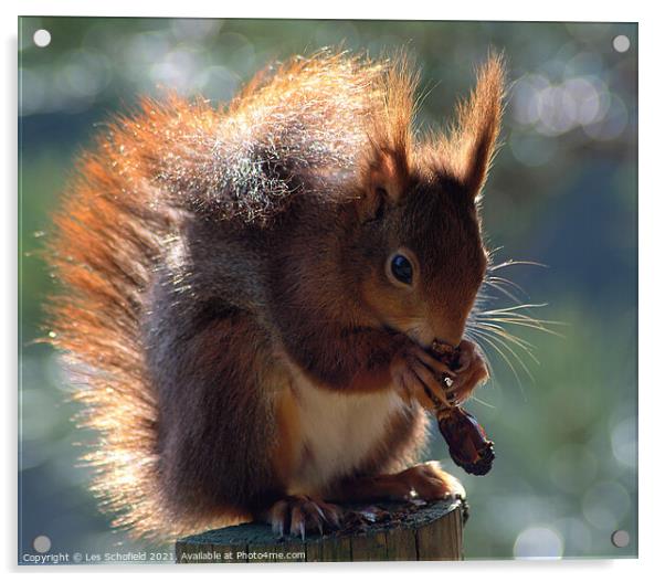 Adorable Red Squirrel Poses withPinecone Acrylic by Les Schofield
