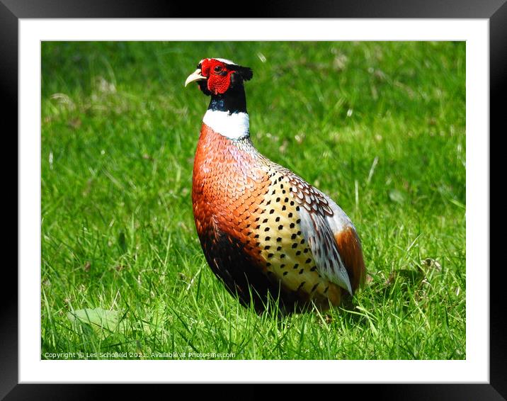Pheasant Framed Mounted Print by Les Schofield