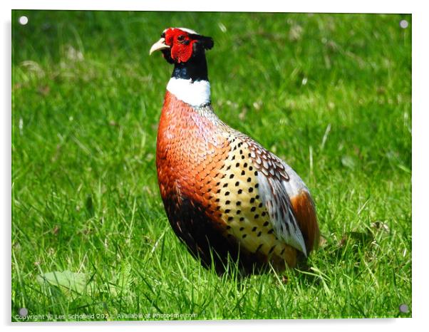Pheasant Acrylic by Les Schofield