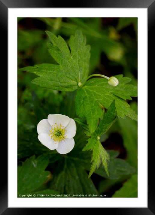  Canada Anemone Flower Framed Mounted Print by STEPHEN THOMAS