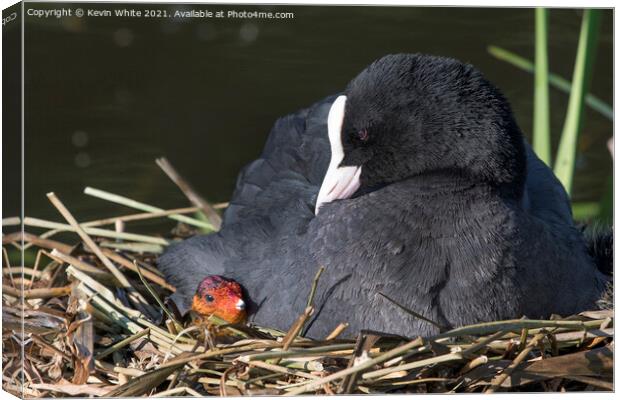 Coot with new chick Canvas Print by Kevin White
