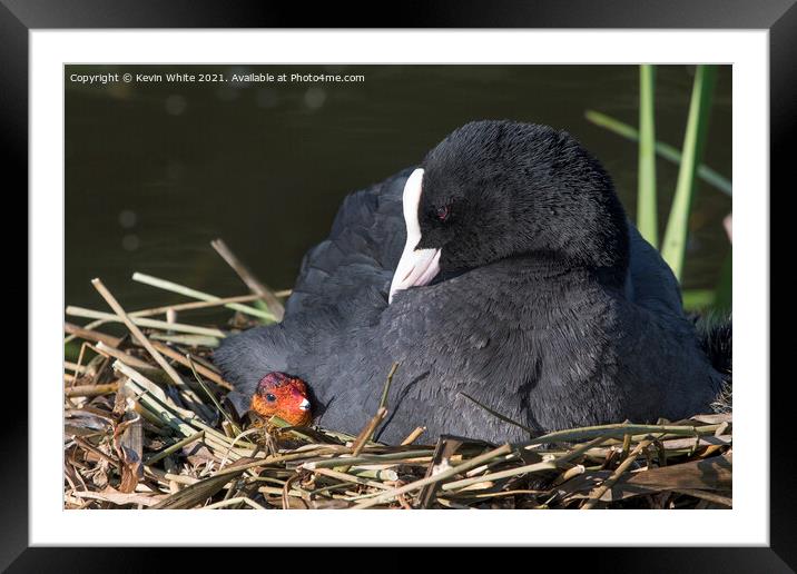 Coot with new chick Framed Mounted Print by Kevin White