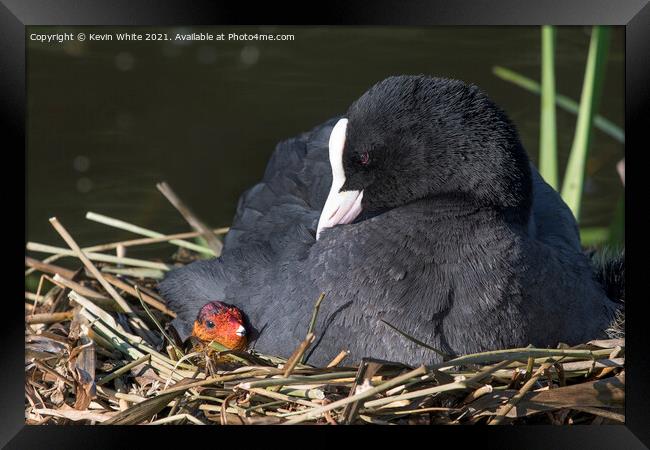Coot with new chick Framed Print by Kevin White