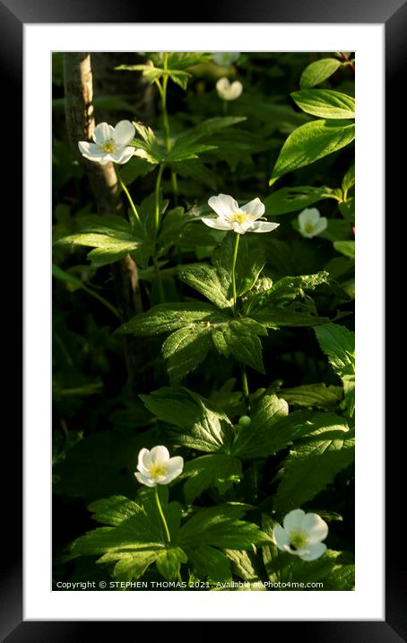  Canada Anemone Flowers Framed Mounted Print by STEPHEN THOMAS