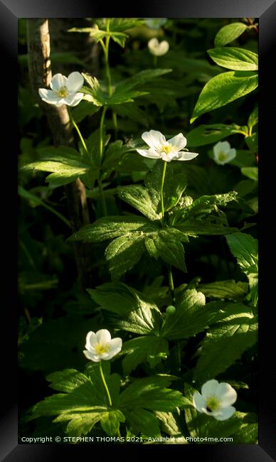  Canada Anemone Flowers Framed Print by STEPHEN THOMAS