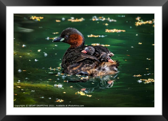 Little Grebes Framed Mounted Print by GEOFF GRIFFITHS