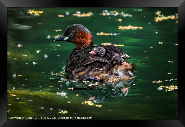 Little Grebes Framed Print by GEOFF GRIFFITHS