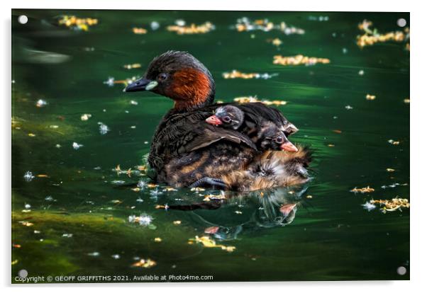 Little Grebes Acrylic by GEOFF GRIFFITHS