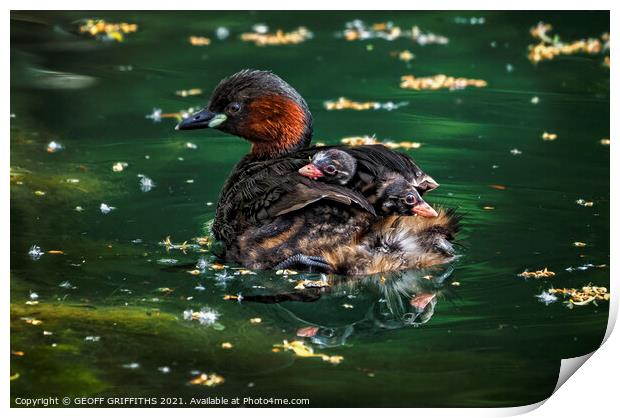 Little Grebes Print by GEOFF GRIFFITHS