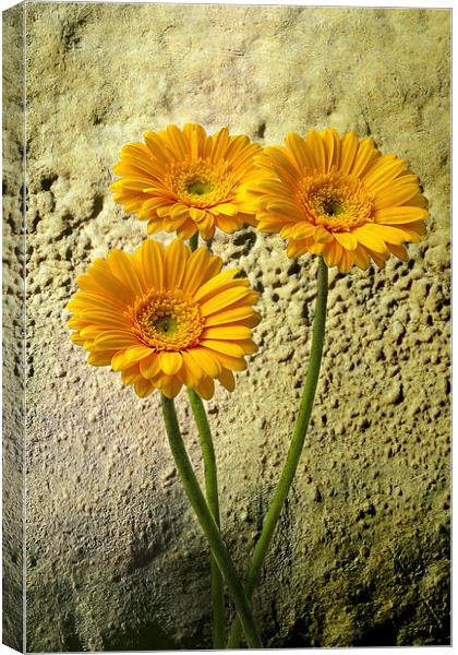 Trio of Yellow Gerbera Canvas Print by Kevin Tate