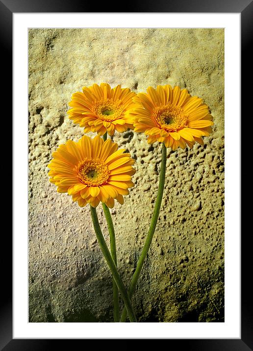 Trio of Yellow Gerbera Framed Mounted Print by Kevin Tate
