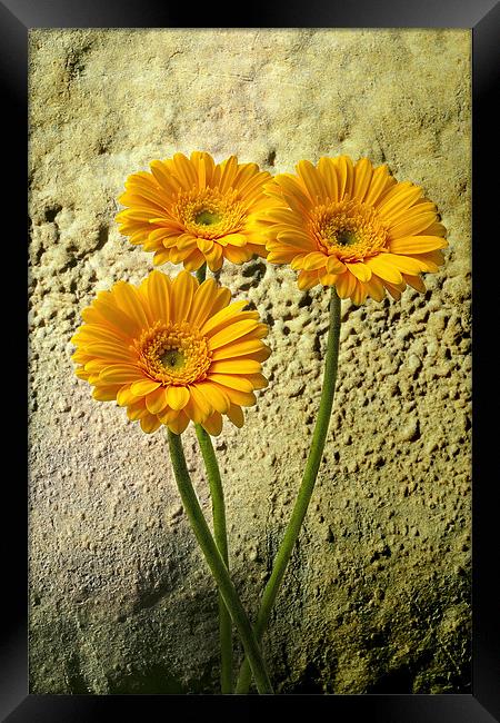 Trio of Yellow Gerbera Framed Print by Kevin Tate
