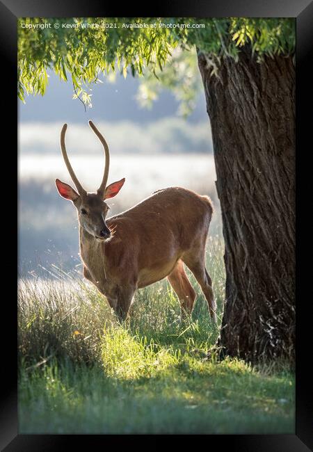 Young stag with morning sun Framed Print by Kevin White