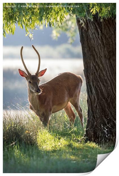 Young stag with morning sun Print by Kevin White
