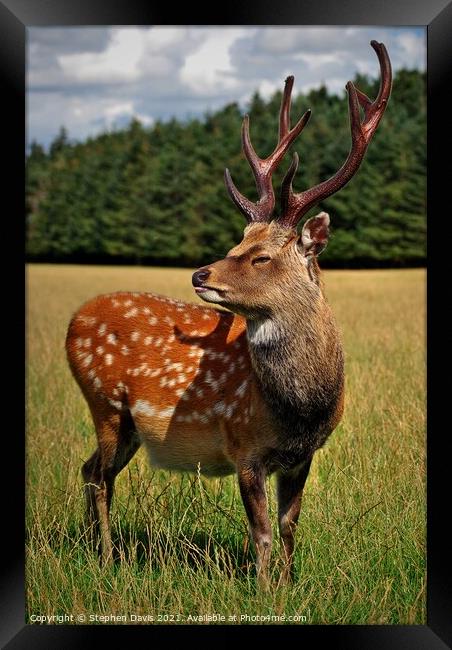 A magnificent stag Framed Print by Stephen Davis