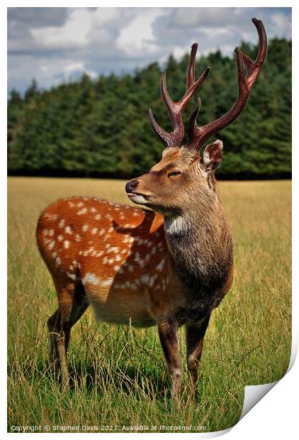 A magnificent stag Print by Stephen Davis