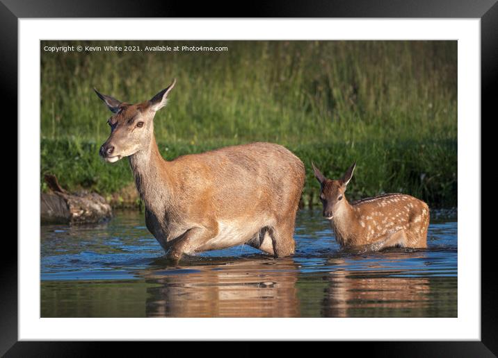Female deer and fawn Framed Mounted Print by Kevin White
