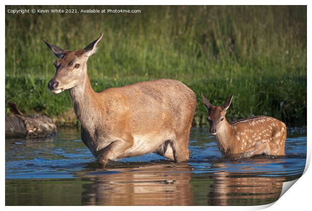 Female deer and fawn Print by Kevin White