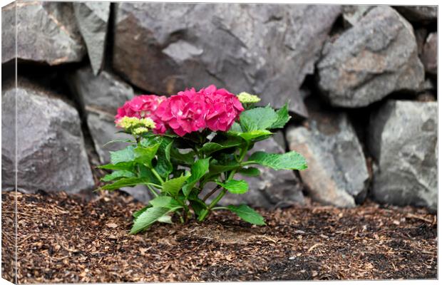 Vibrant pink flower hydrangea in home flowerbed with rock retain Canvas Print by Thomas Baker