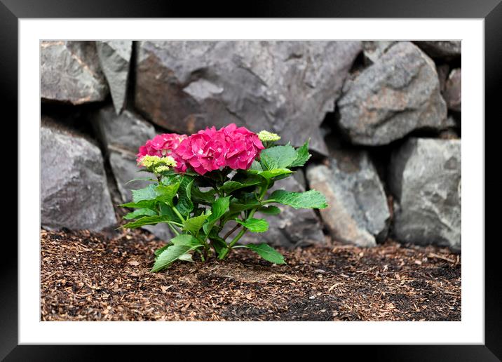 Vibrant pink flower hydrangea in home flowerbed with rock retain Framed Mounted Print by Thomas Baker
